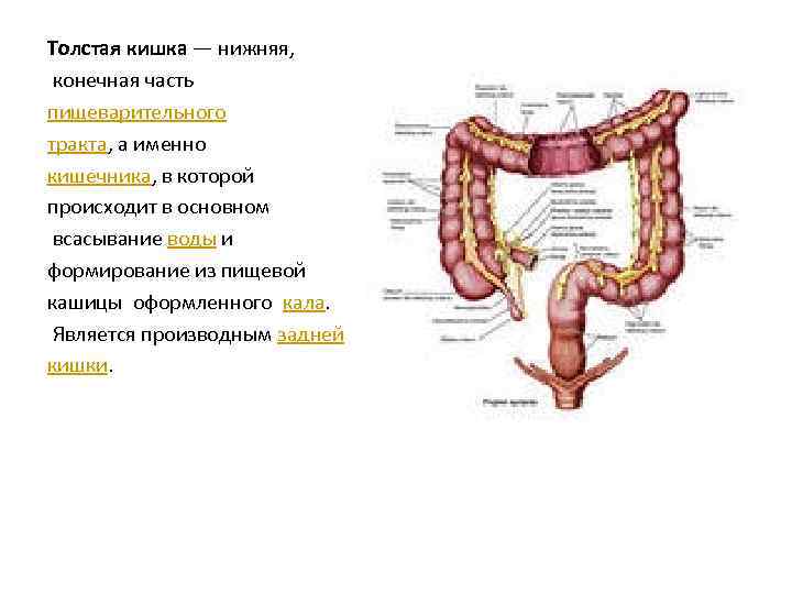 Толстая кишка — нижняя, конечная часть пищеварительного тракта, а именно кишечника, в которой происходит