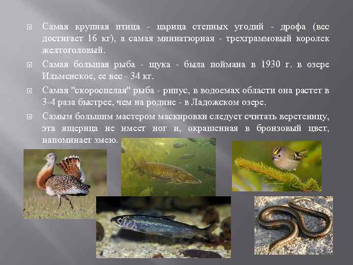  Самая крупная птица - царица степных угодий - дрофа (вес достигает 16 кг),