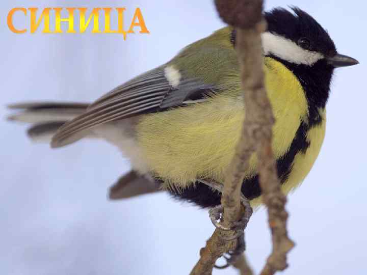 Лазарева Лидия Андреевна, учитель начальных классов, Рижская основная школа «ПАРДАУГАВА» , Рига, 2009, e-mail: