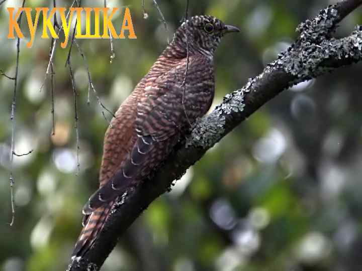 Лазарева Лидия Андреевна, учитель начальных классов, Рижская основная школа «ПАРДАУГАВА» , Рига, 2009, e-mail: