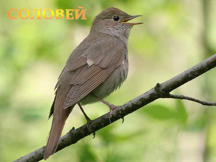 Лазарева Лидия Андреевна, учитель начальных классов, Рижская основная школа «ПАРДАУГАВА» , Рига, 2009, e-mail: