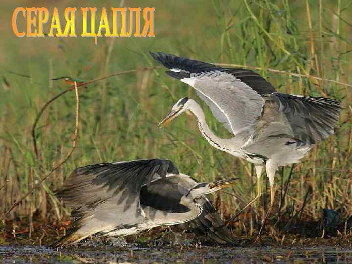 Лазарева Лидия Андреевна, учитель начальных классов, Рижская основная школа «ПАРДАУГАВА» , Рига, 2009, e-mail: