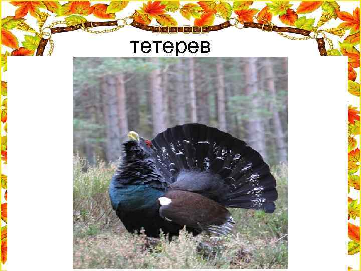 тетерев 