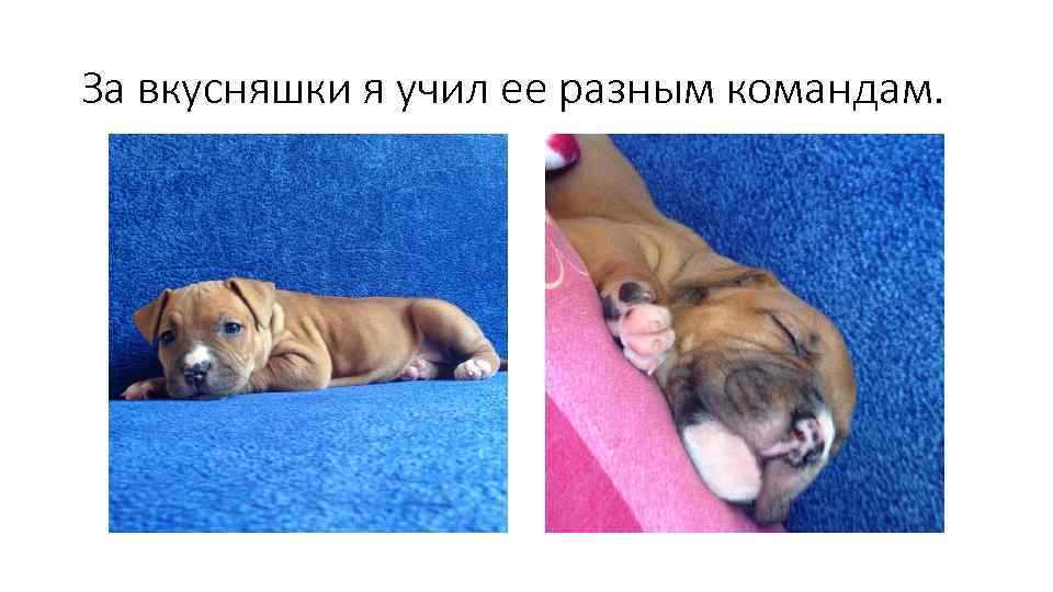 За вкусняшки я учил ее разным командам. 