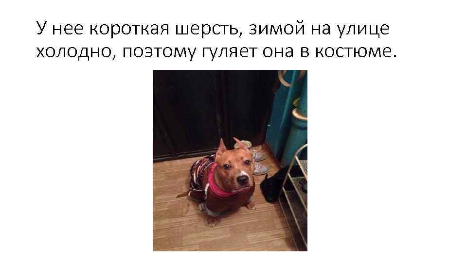 У нее короткая шерсть, зимой на улице холодно, поэтому гуляет она в костюме. 