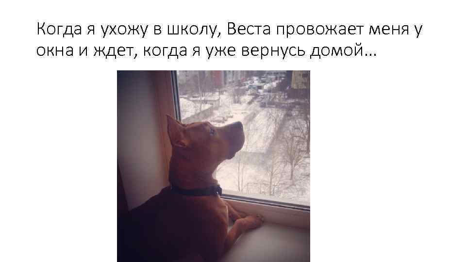 Когда я ухожу в школу, Веста провожает меня у окна и ждет, когда я