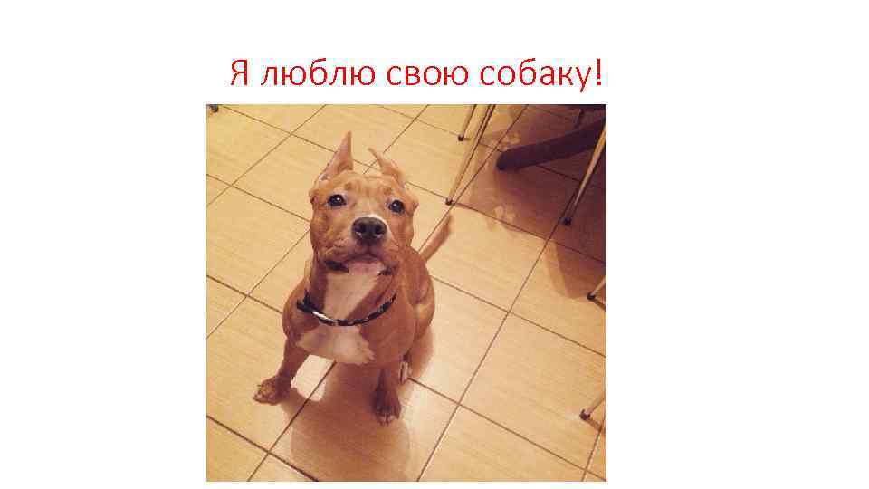 Я люблю свою собаку! 