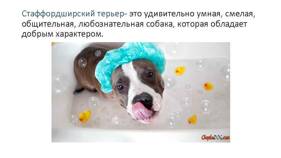 Стаффордширский терьер- это удивительно умная, смелая, общительная, любознательная собака, которая обладает добрым характером. 