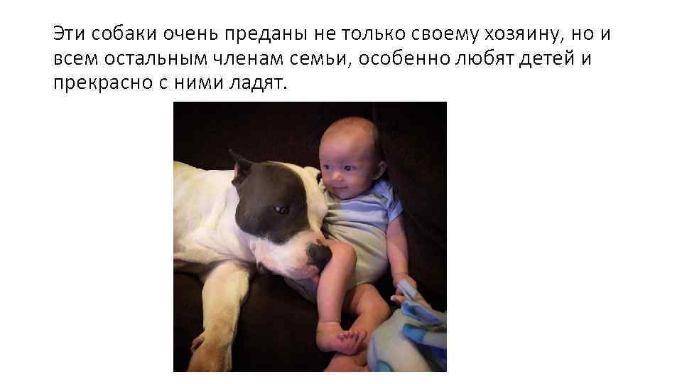 Эти собаки очень преданы не только своему хозяину, но и всем остальным членам семьи,
