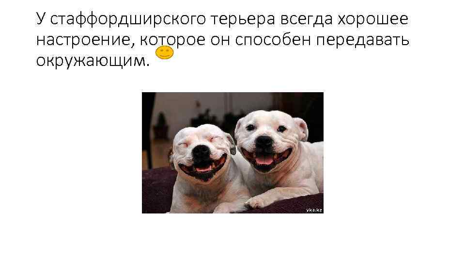 У стаффордширского терьера всегда хорошее настроение, которое он способен передавать окружающим. 