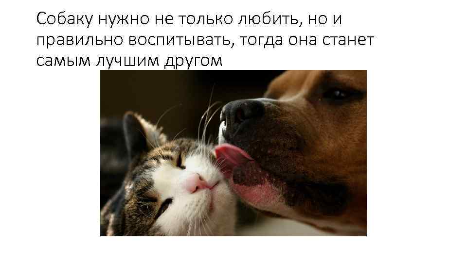 Собаку нужно не только любить, но и правильно воспитывать, тогда она станет самым лучшим