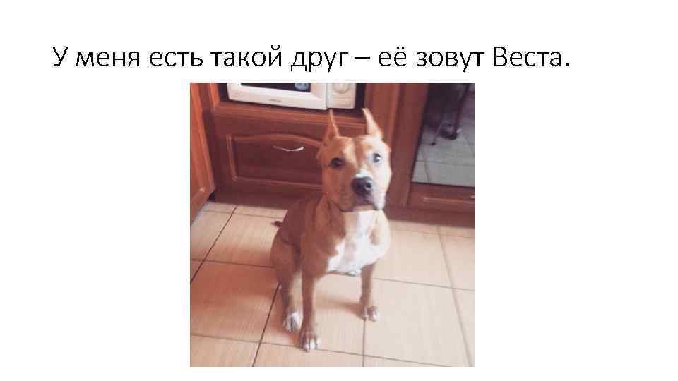У меня есть такой друг – её зовут Веста. 