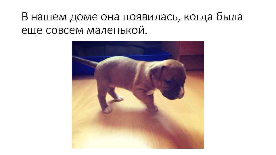 В нашем доме она появилась, когда была еще совсем маленькой. 