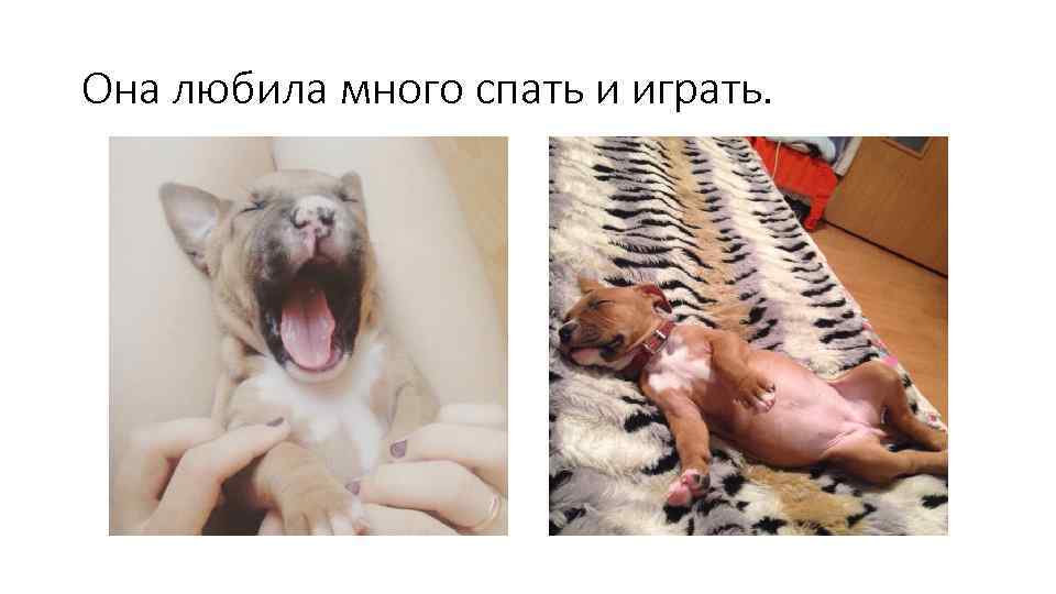 Она любила много спать и играть. 