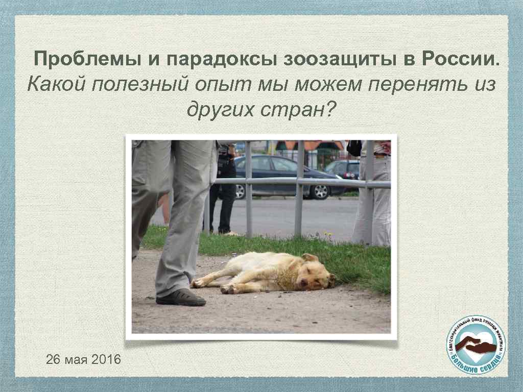 Проблемы и парадоксы зоозащиты в России. Какой полезный опыт мы можем перенять из других