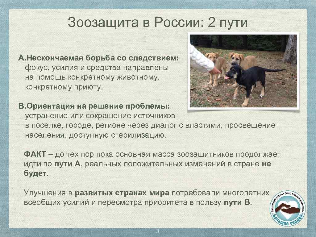 Зоозащита в России: 2 пути A. Нескончаемая борьба со следствием: фокус, усилия и средства