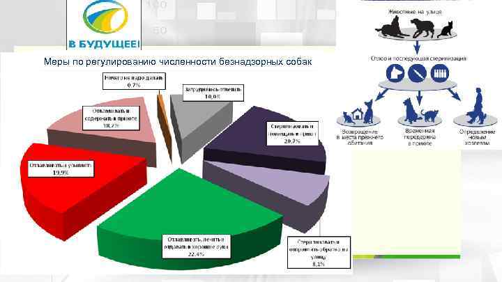 Меры по регулированию численности безнадзорных собак 