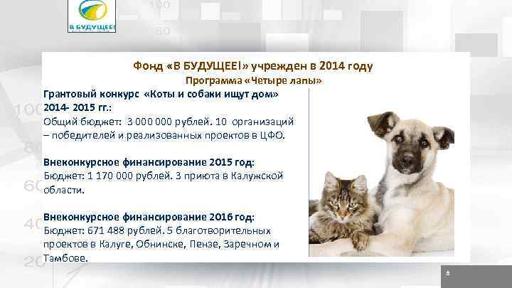 Фонд «В БУДУЩЕЕ!» учрежден в 2014 году Программа «Четыре лапы» Грантовый конкурс «Коты и