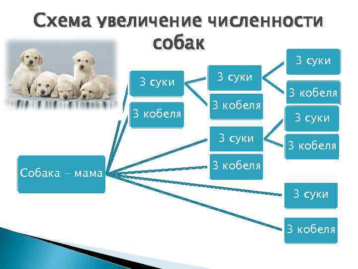 Схема увеличение численности собак 3 суки 3 кобеля 3 суки Собака - мама 3