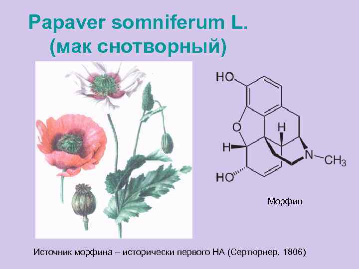 Papaver somniferum L. (мак снотворный) Морфин Источник морфина – исторически первого НА (Сертюрнер, 1806)