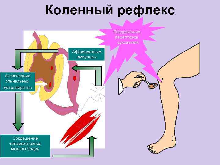 Коленный рефлекс. Сухожильные рецепторы это коленный рефлекс. Коленный рефлекс юмор.