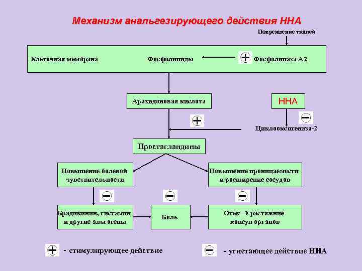 Механизм анальгезирующего действия ННА Повреждение тканей Клеточная мембрана Фосфолипиды Арахидоновая кислота Фосфолипаза А 2