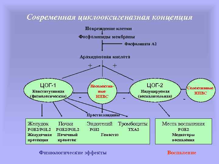 Современная циклооксигеназная концепция Повреждение клетки Фосфолипиды мембраны Фосфолипаза А 2 Арахидоновая кислота ЦОГ-1 Конститутивная