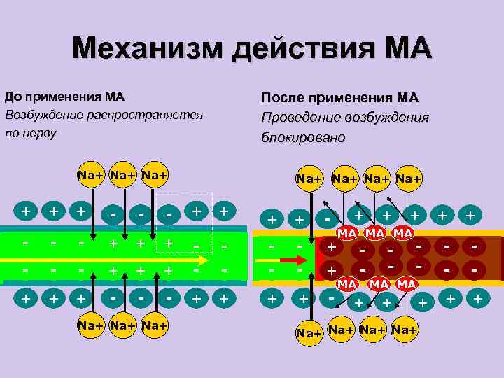 Механизм действия МА До применения МА Возбуждение распространяется по нерву После применения МА Проведение