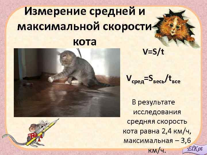 Измерение средней и максимальной скорости кота V=S/t Vсред=Sвесь/tвсе В результате исследования средняя скорость кота