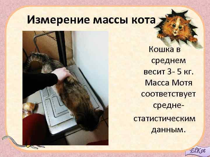  Измерение массы кота Кошка в среднем весит 3 - 5 кг. Масса Мотя