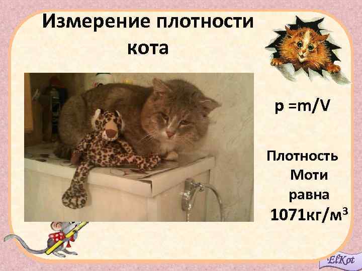 Измерение плотности кота р =m/V Плотность Моти равна 1071 кг/м 3 El. Kot 