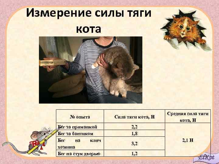 Измерение силы тяги кота № опыта Сила тяги кота, Н Бег за приманкой Бег