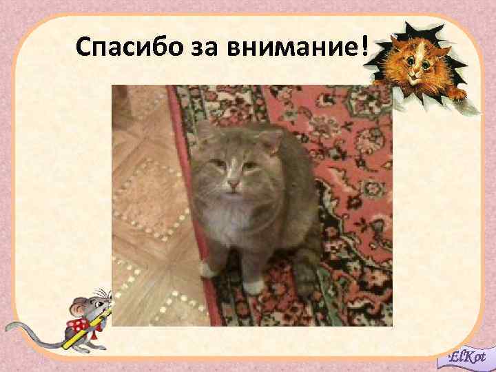 Спасибо за внимание! El. Kot 