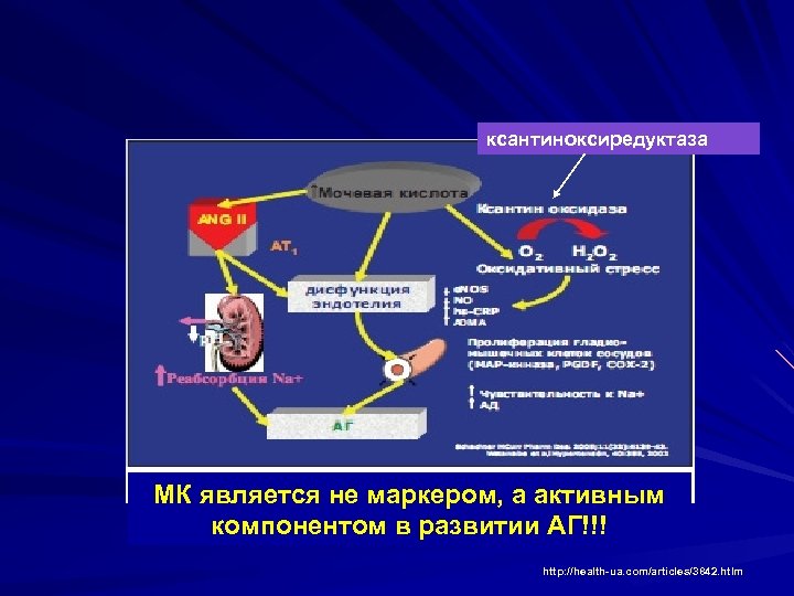 ксантиноксиредуктаза МК является не маркером, а активным компонентом в развитии АГ!!! http: //health-ua. com/articles/3842.