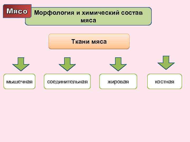 Мясо Морфология и химический состав мяса Ткани мяса мышечная соединительная жировая костная 