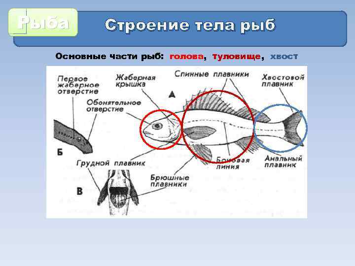 Рыба Строение тела рыб Основные части рыб: голова, туловище, хвост 