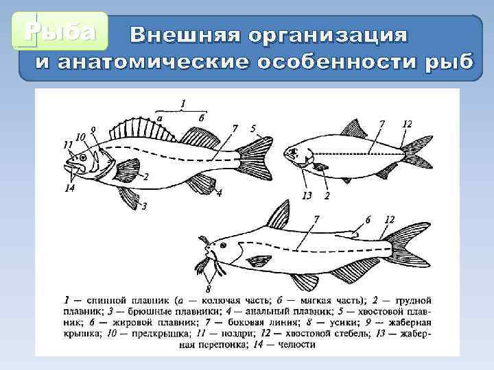 Рыба Внешняя организация и анатомические особенности рыб 