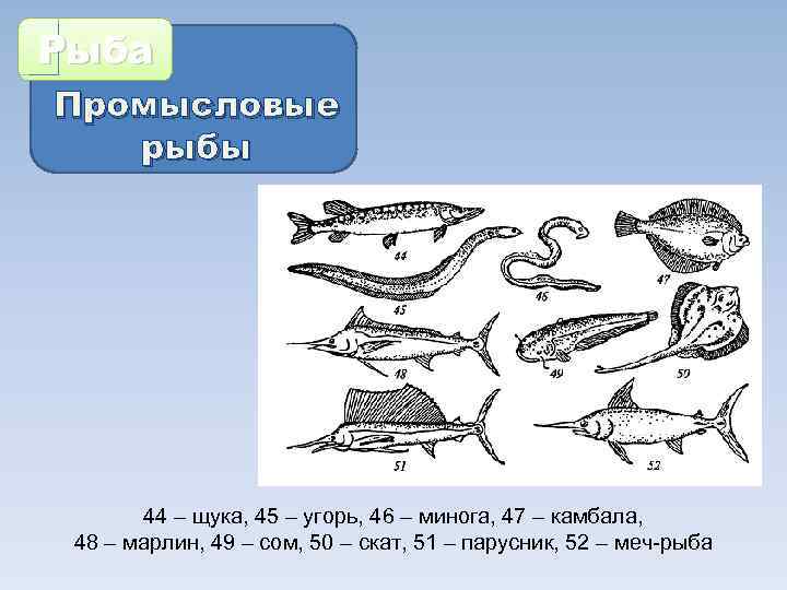 Рыба Промысловые рыбы 44 – щука, 45 – угорь, 46 – минога, 47 –