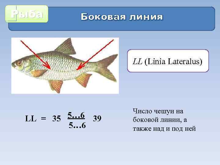 Рыба Боковая линия LL (Linia Lateralus) 5… 6 LL = 35 39 5… 6