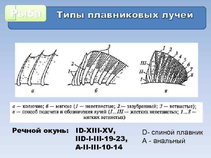 Рыба Типы плавниковых лучей Речной окунь: ID-XIII-XV, IID-I-III-19 -23, A-II-III-10 -14 D- спиной плавник