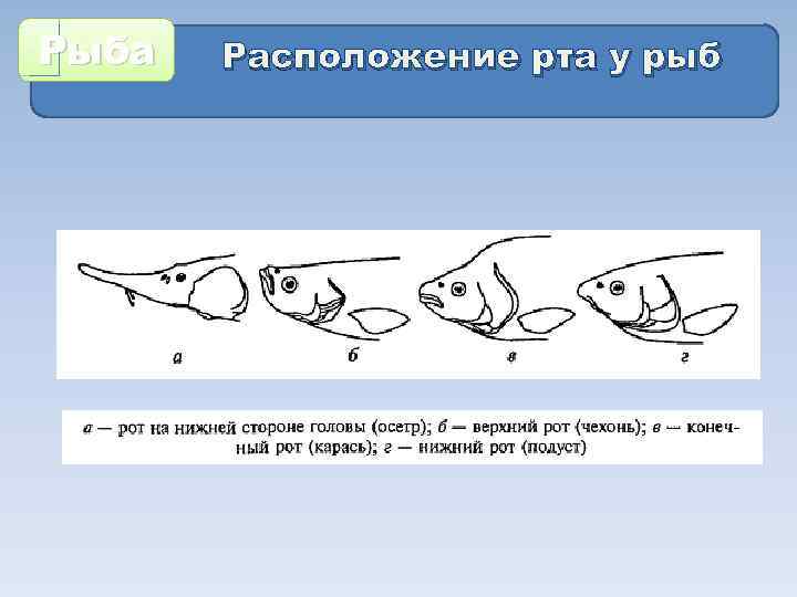 Расположение бывает. Расположение рта у рыб. Расположение рта у костных рыб. Положение рта у рыб. Фронтальное расположение рта у рыб.