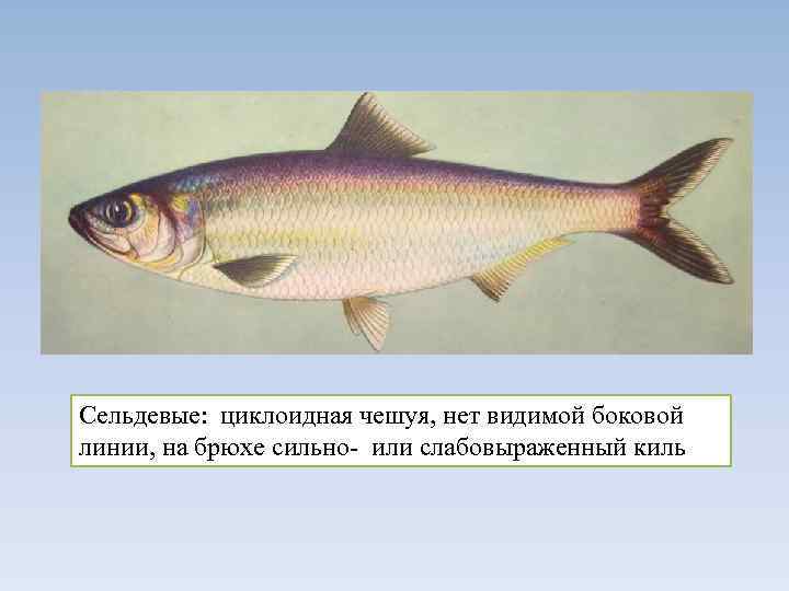 Органы боковой линии помогают плавать. Боковая линия у рыб. Циклоидная чешуя.