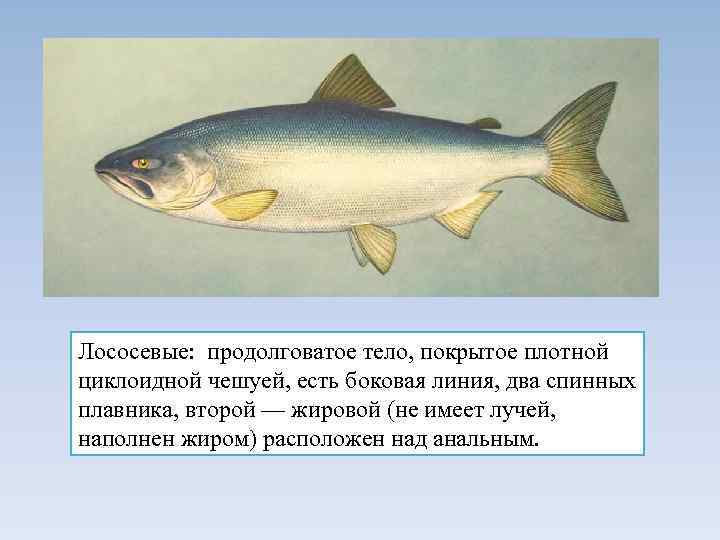 Лососевые: продолговатое тело, покрытое плотной циклоидной чешуей, есть боковая линия, два спинных плавника, второй