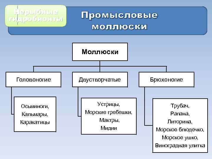 Нерыбные гидробионты Промысловые моллюски Моллюски Головоногие Двустворчатые Брюхоногие Осьминоги, Кальмары, Каракатицы Устрицы, Трубач, Морские