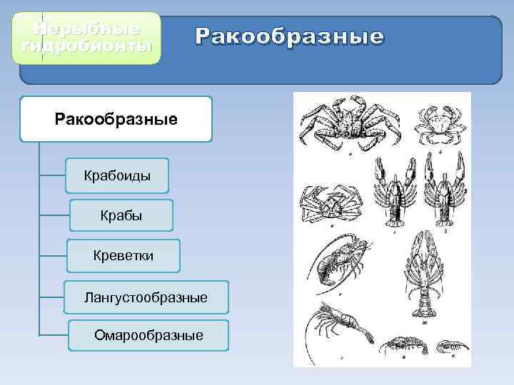 Нерыбные гидробионты Ракообразные Крабоиды Крабы Креветки Лангустообразные Омарообразные 