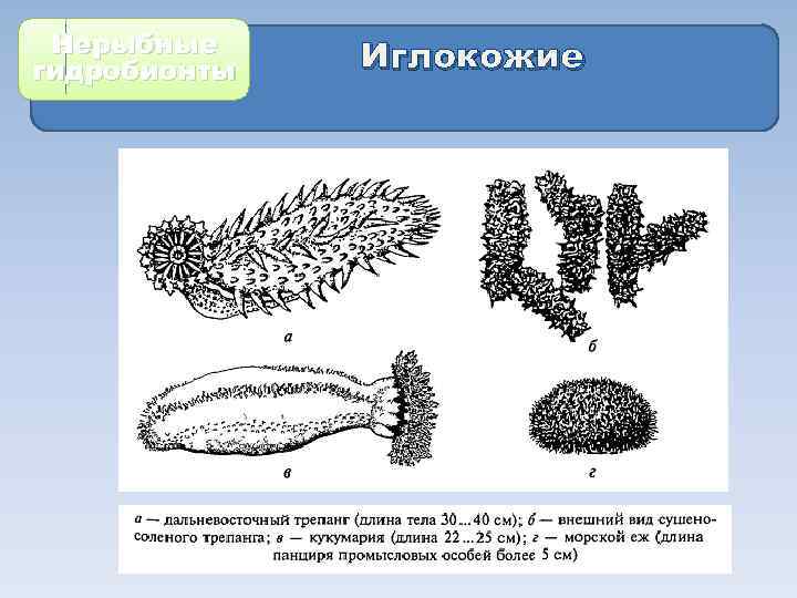 Морские огурцы рисунок