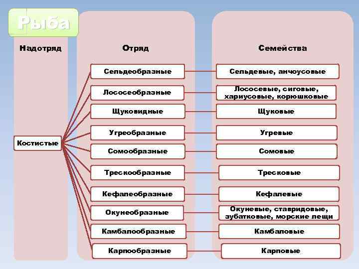 Рыба Надотряд Отряд Семейства Сельдеобразные Лососевые, сиговые, хариусовые, корюшковые Щуковидные Щуковые Угреобразные Костистые Сельдевые,