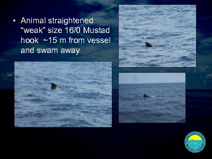  • Animal straightened “weak” size 16/0 Mustad hook ~15 m from vessel and