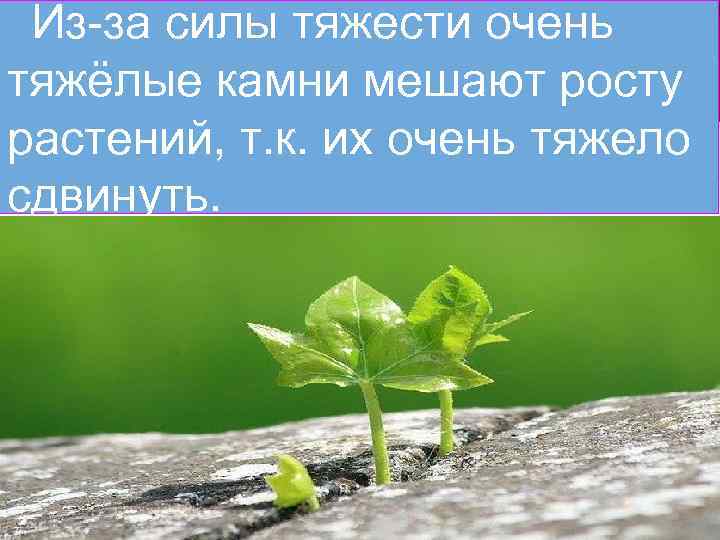 Из-за силы тяжести очень тяжёлые камни мешают росту растений, т. к. их очень тяжело