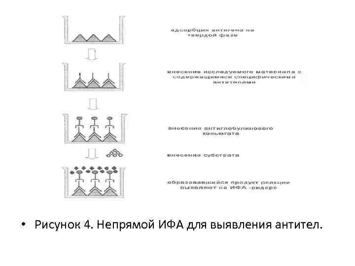  • Рисунок 4. Непрямой ИФА для выявления антител. 